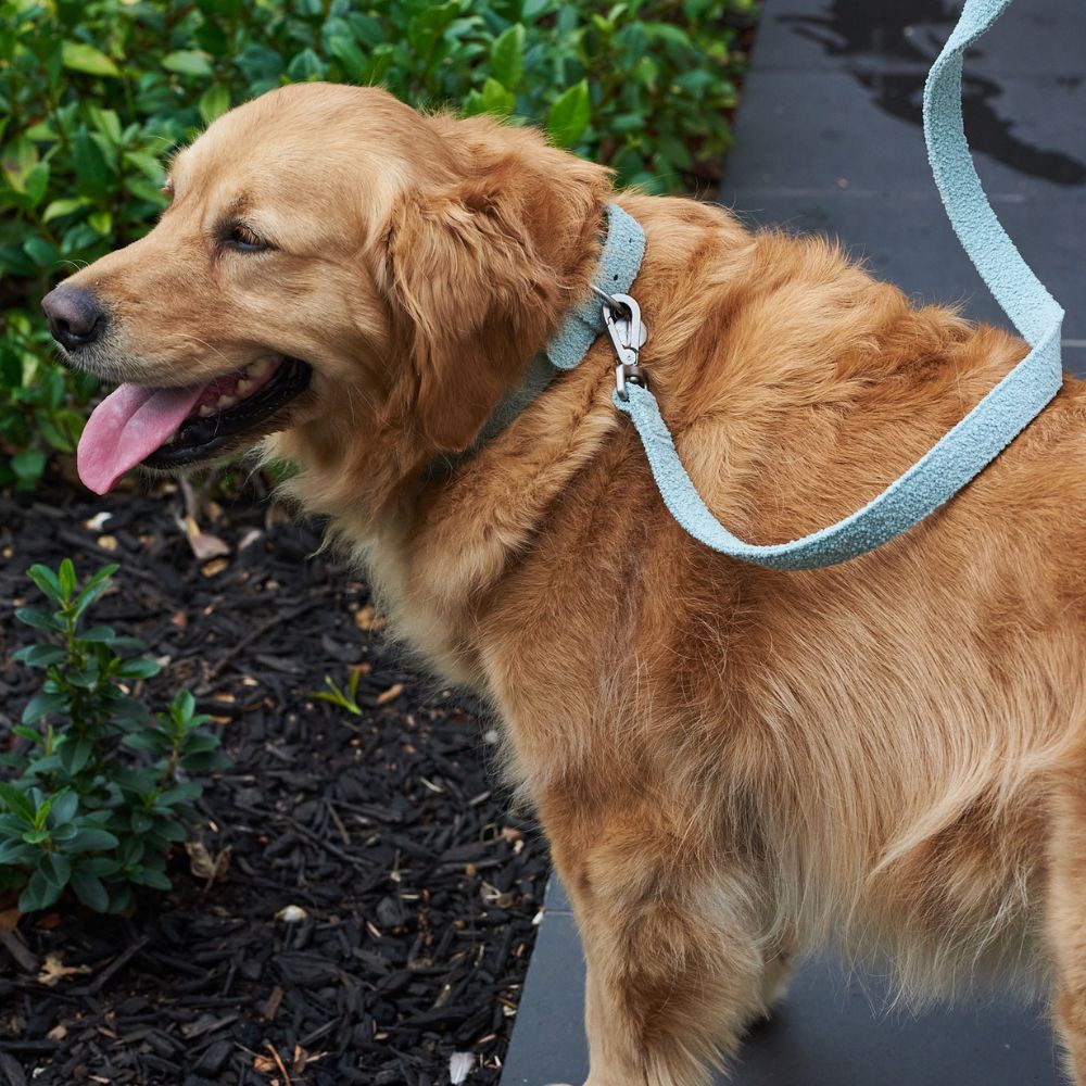 Australian Designed Boucle Dog Collar, Sage