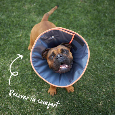 Comfy Dog Cone - Recovery Collar