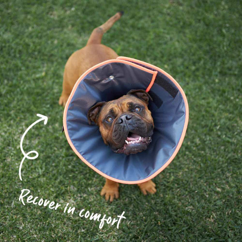 Comfy Dog Cone - Recovery Collar