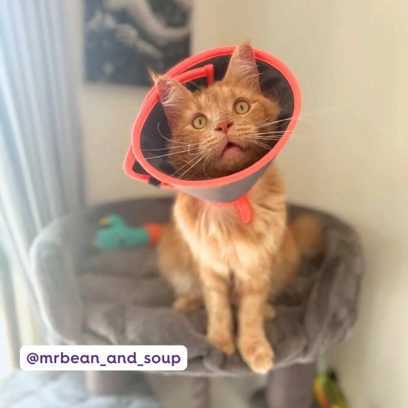 Comfy Dog Cone - Recovery Collar