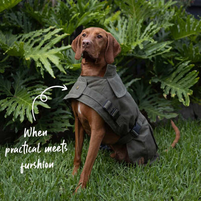 Aussie Oilskin Waterproof Dog Coat, Olive