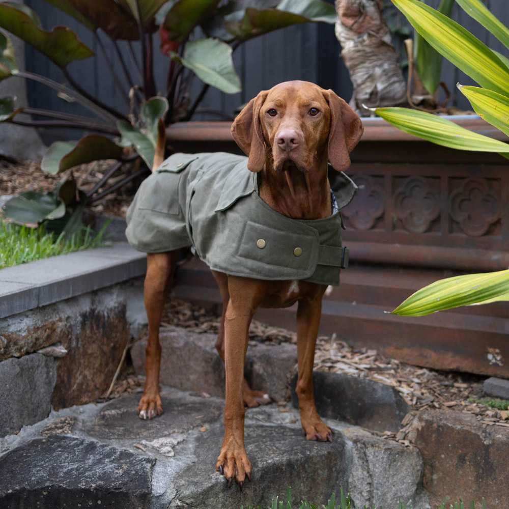 Aussie Oilskin Waterproof Dog Coat, Olive