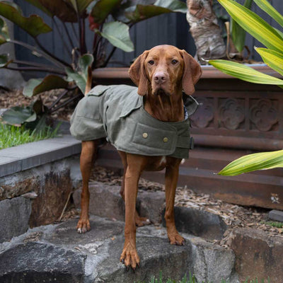 Aussie Oilskin Waterproof Dog Coat, Olive