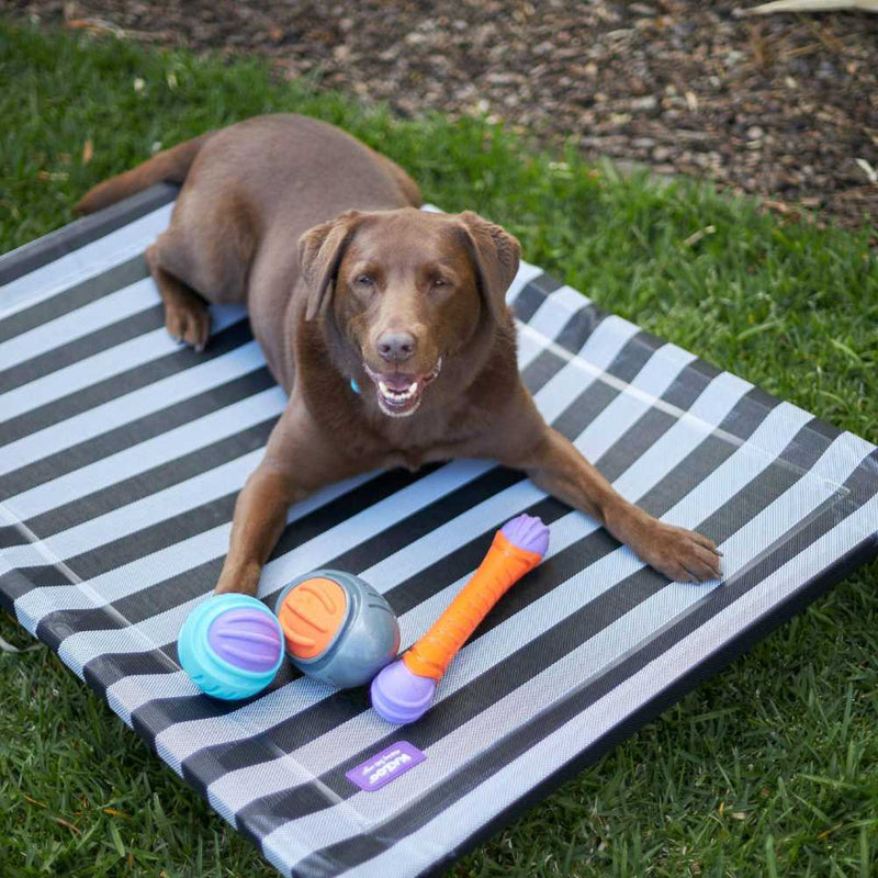 Everyday Outdoor Dog Bed, Black & White