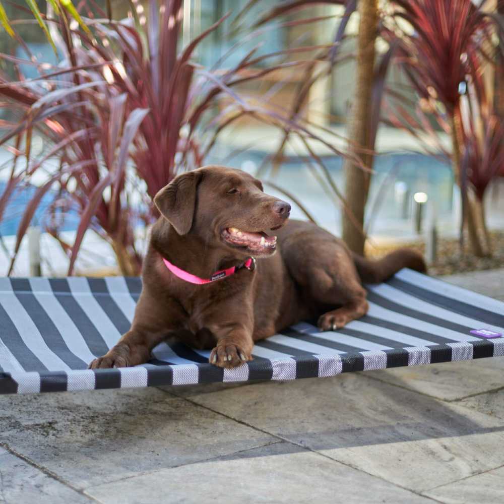 Everyday Outdoor Dog Bed, Black & White