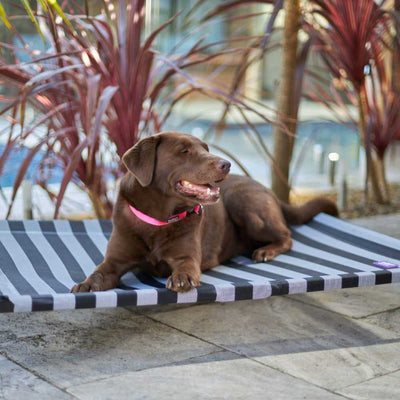 Everyday Outdoor Dog Bed, Black & White