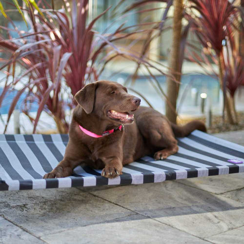 Outdoor Dog Beds