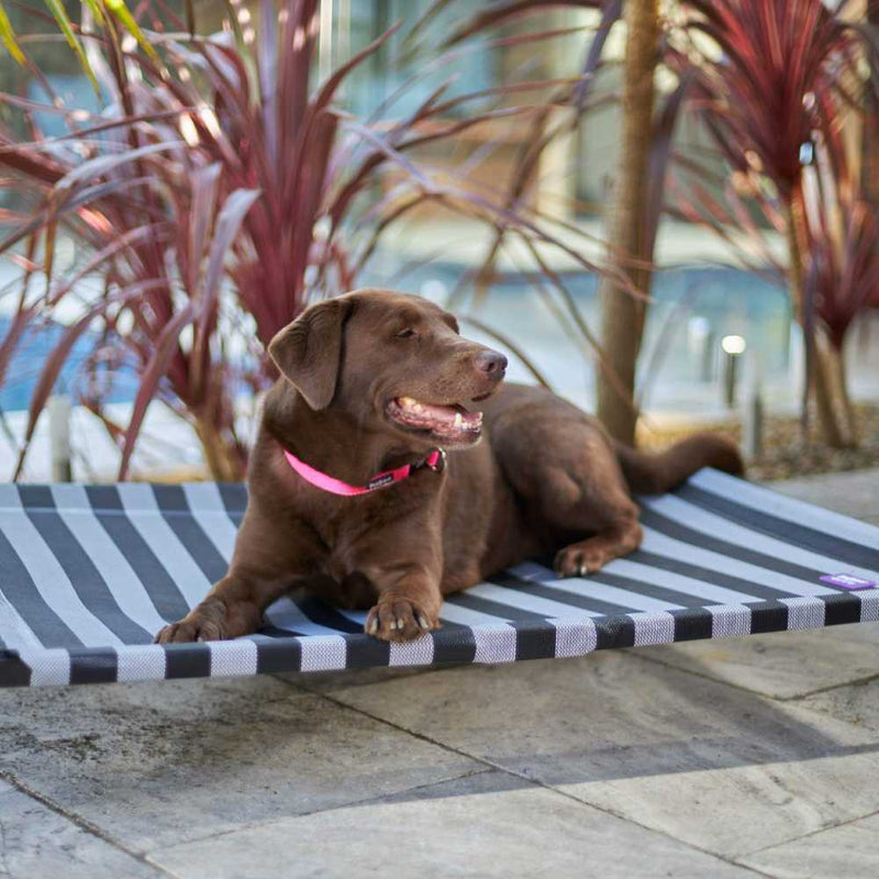 Everyday Outdoor Dog Bed, Black & White