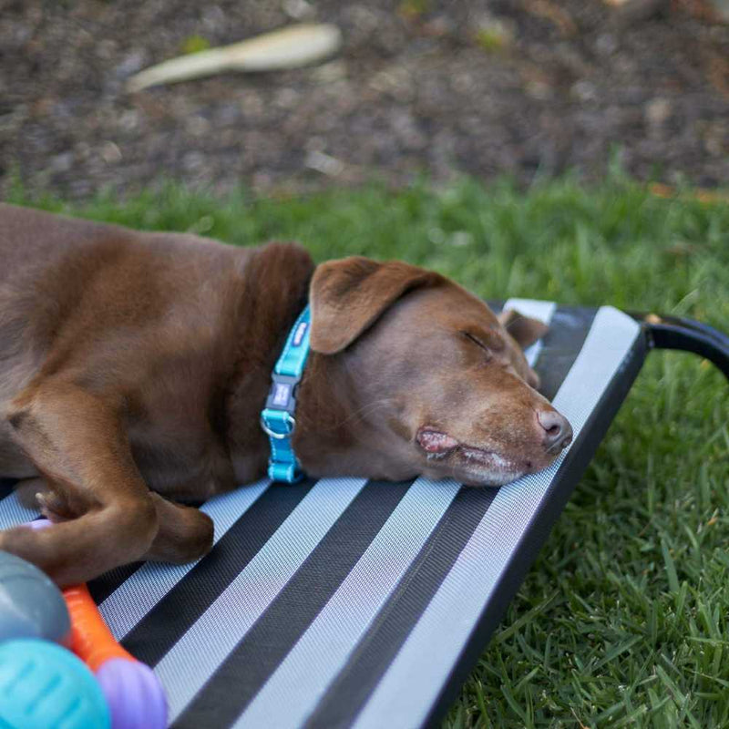 Everyday Outdoor Dog Bed, Black & White