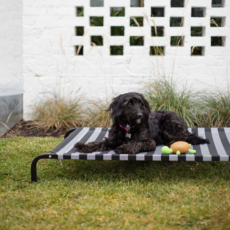 Everyday Outdoor Dog Bed, Black & White