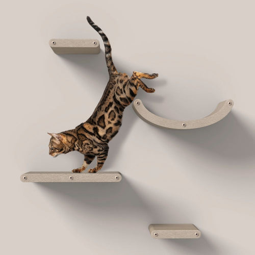 Cat Shelves