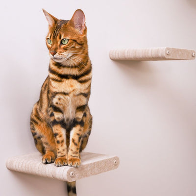 Cat Climber Short Steps (2), Oatmeal