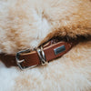 Hunter Rolled Soft Leather Dog Collar, Brown