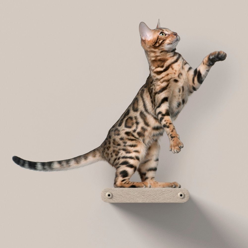 Cat Climber Short Steps (2), Oatmeal