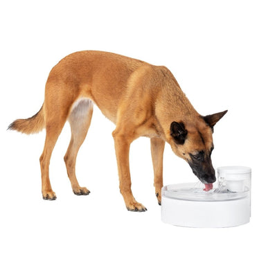 PetSafe Outlast Pumpless Dog Fountain | 3.7L