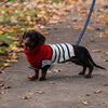 Emerson Knitted Dog Jumper