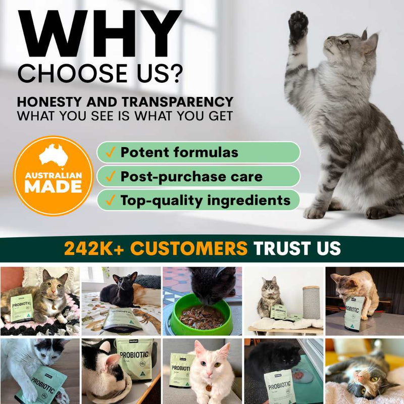 Petz Park Supplement For Cats | Probiotic