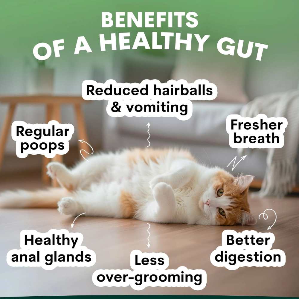 Petz Park Supplement For Cats | Probiotic