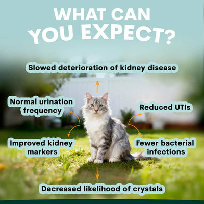 Petz Park Supplement For Cats | Urinary + Kidney