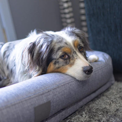 T&S Bolster Dog Lounge, Steel Grey