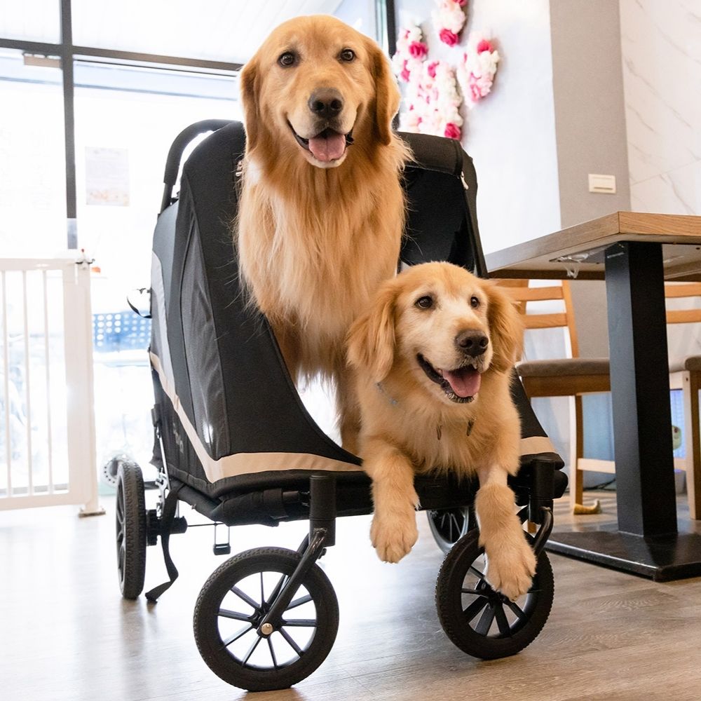 Golden Retriever Service Dog Stroller Ibiyaya Grand Cruiser Large