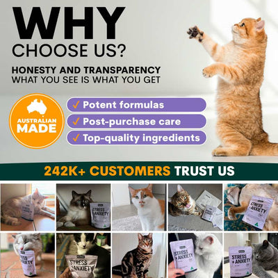 Petz Park Supplement For Cats | Stress + Anxiety