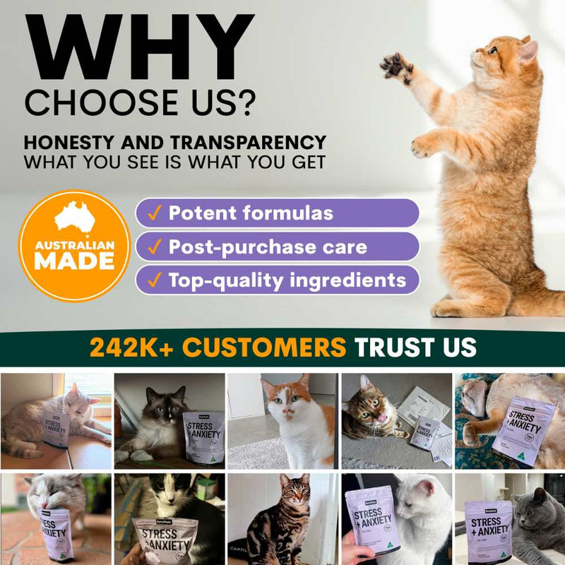 Petz Park Supplement For Cats | Stress + Anxiety