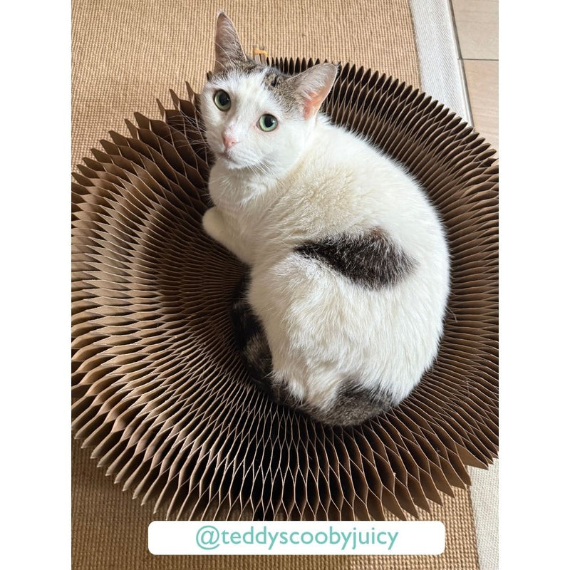 Cat Scratcher Collapsible Lounge Bed