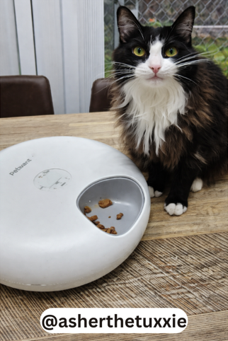 Petwant Automatic Wet Food Pet Feeder | 6 Meal