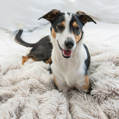 Calming Pet Blanket Water Resistant, Aspen
