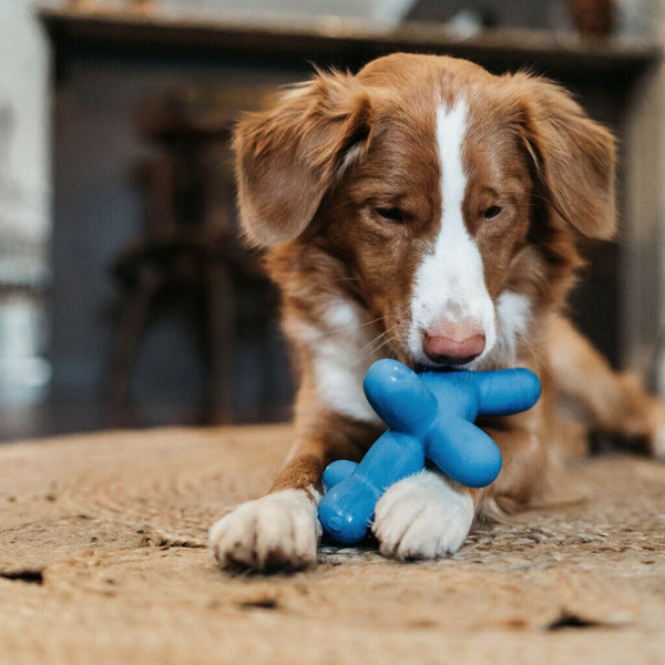 Charming Pet Balloon Dog Squeaker Toy Modern Pets