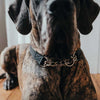Hunter Aalborg Martingale Dog Collar, Black