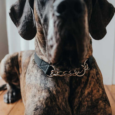 Hunter Aalborg Martingale Dog Collar, Black Leather