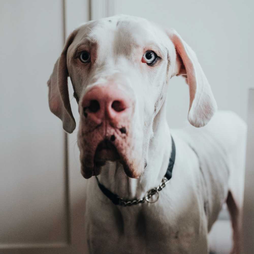 Hunter Aalborg Martingale Dog Collar, Black