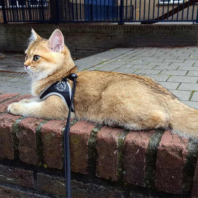 Tre ponti cat harness cheap