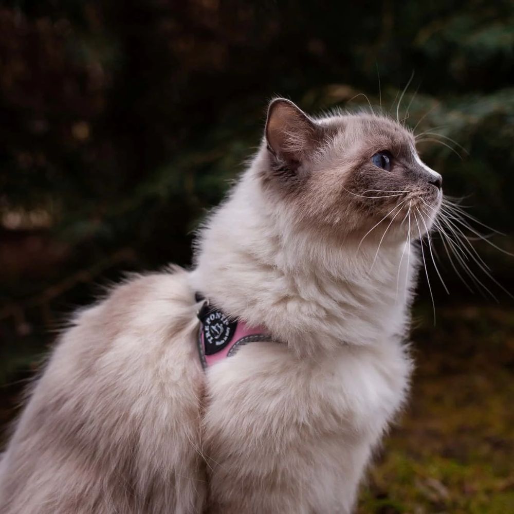 Tre Ponti Genesis Adjustable Step In Harness For Dogs And Cats, Pink