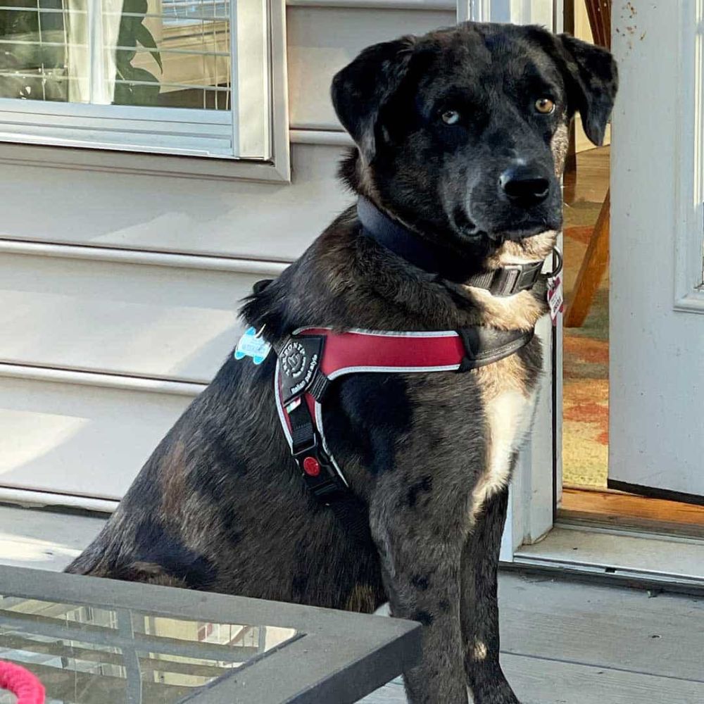 Tre Ponti Brio Adjustable Step In Dog Harness, Red