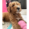 Kong Puppy Small, Dog Chew Toy