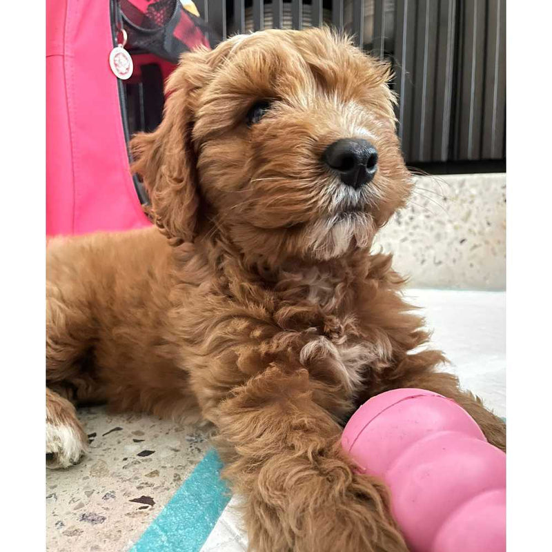 Kong Puppy Small, Dog Chew Toy