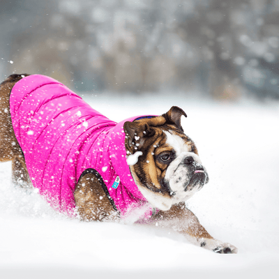 Airyvest dog jacket top