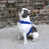 Coralpina Pet Soul Dog Harness Cinquetorri Step-in Dog Harness, Blue