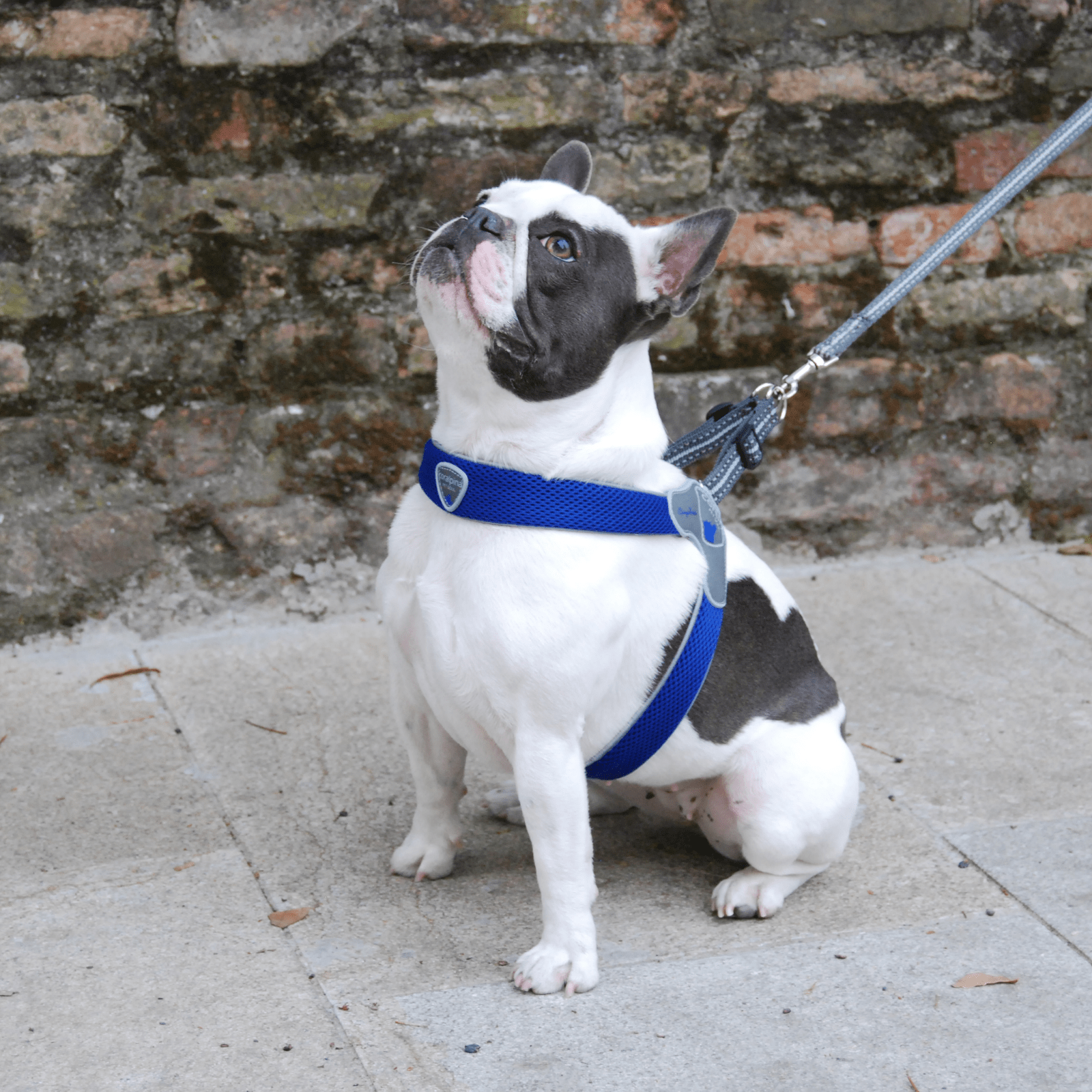 Coralpina Pet Soul Dog Harness Cinquetorri Step-in Dog Harness, Blue