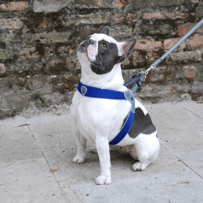 Puppy chest belt outlet