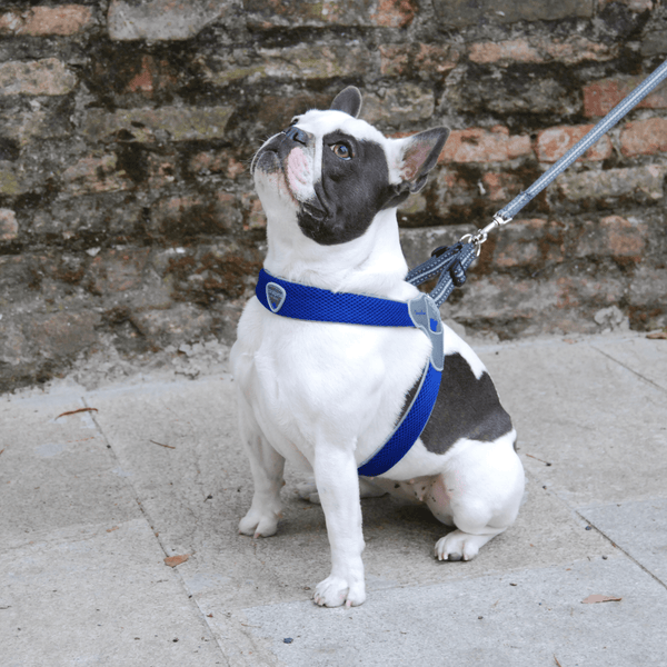 Coralpina dog harness clearance
