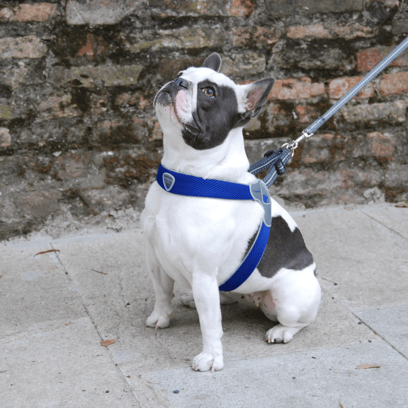 Coralpina Pet Soul Dog Harness Cinquetorri Step-in Dog Harness, Blue