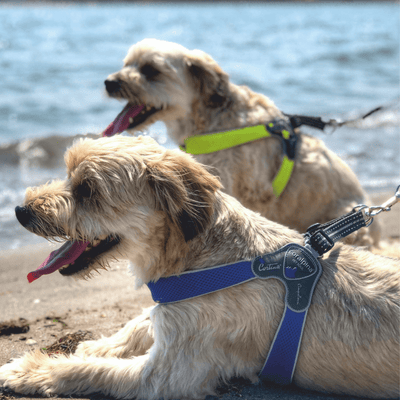 Coralpina Pet Soul Dog Harness Cinquetorri Step-in Dog Harness, Blue