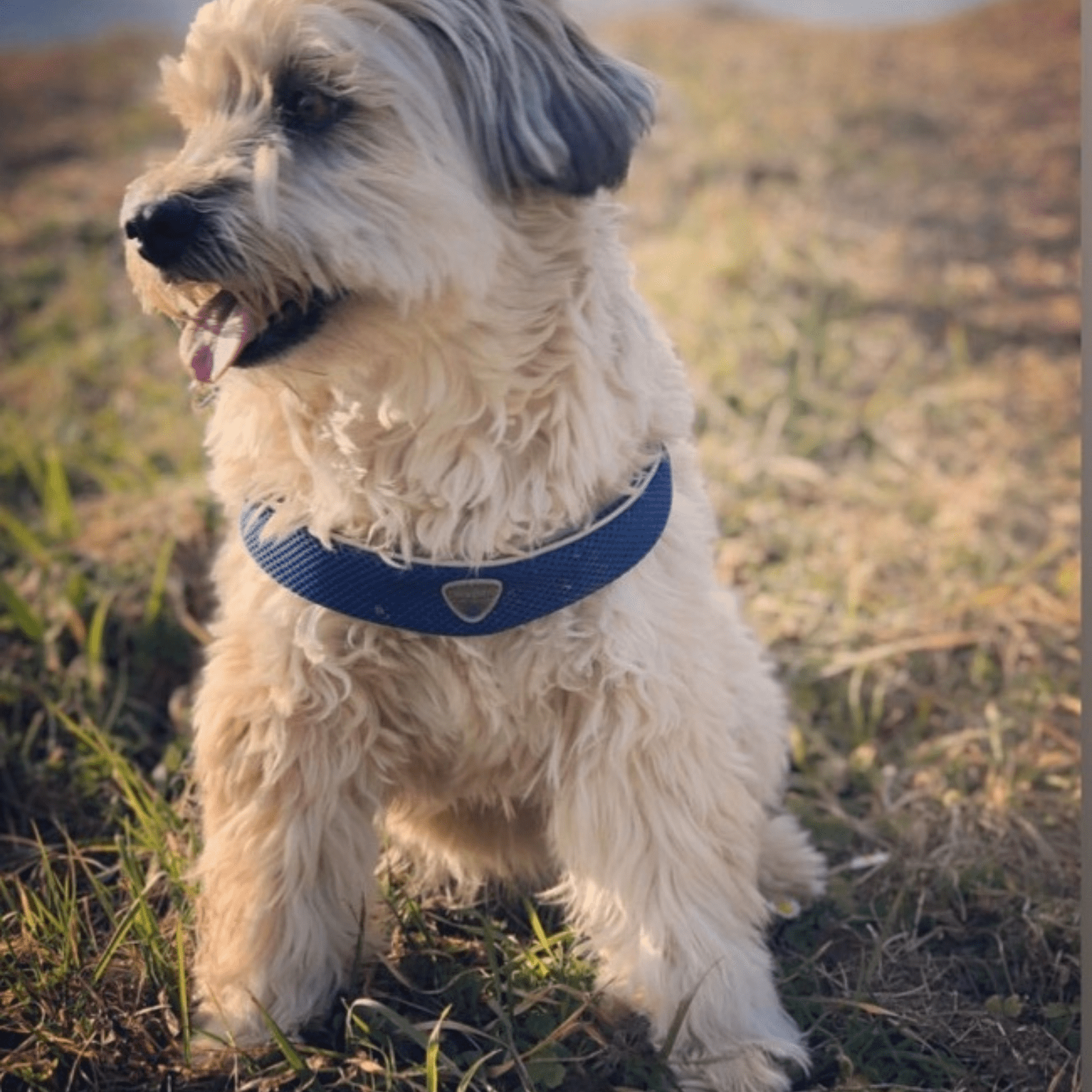 Coralpina Pet Soul Dog Harness Cinquetorri Step-in Dog Harness, Blue