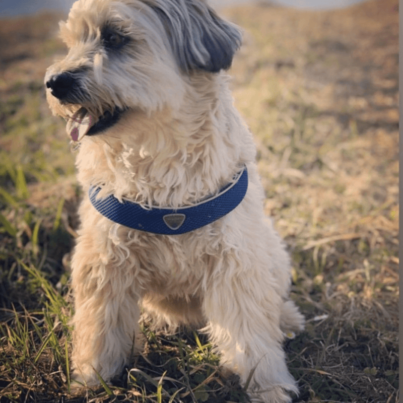Coralpina Pet Soul Dog Harness Cinquetorri Step-in Dog Harness, Blue