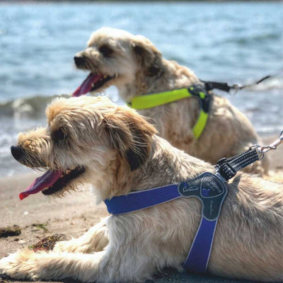 Coralpina Pet Soul Dog Harness Cinquetorri Step-in Dog Harness, Red Wine