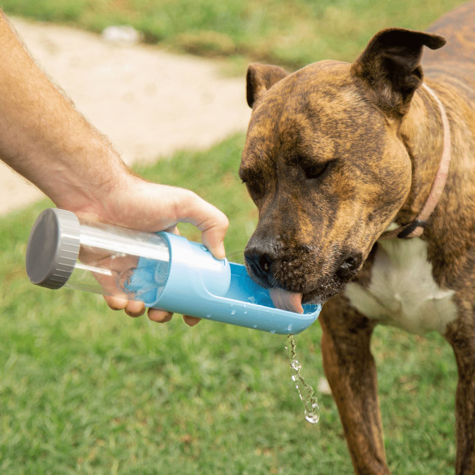 Elspet Collapsible Pet Water Bottle Portable Travel Bowl Blue